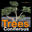 Trees Coniferous - Conifères - texture